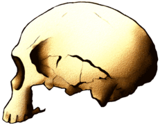 Cráneo neandertaloide de Jebel Irhoud (Marruecos)