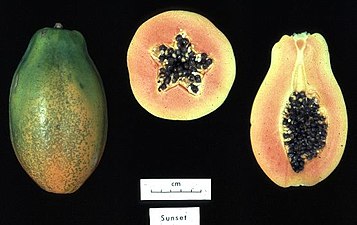Papailh Carica papaya, cultivar 'Sunset'