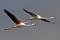 20. Felnőtt és növendék rózsás flamingó (Phoenicopterus roseus) — Namíbia, Walvis Bay (javítás)/(csere)