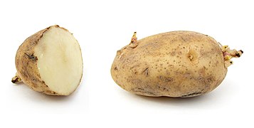 File:Russet potato cultivar with sprouts.jpg (2011-08-02)