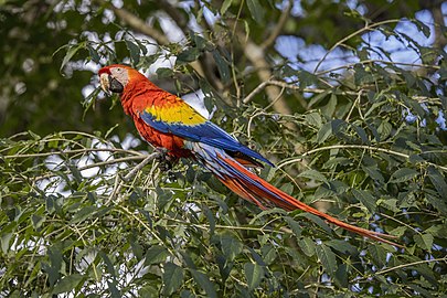 Scarlet macaw Ara macao cyanopterus Honduras