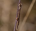 Gemeine Winterlibelle - Sympecma fusca, Weibchen, im Käfertaler Wald