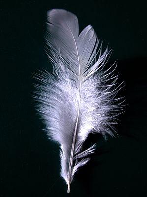 A single white feather closeup