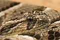 Sommige slangen hawwe kyltsjes op de skobben, in opsteande râne yn de lingte op de midden, hjir de kop fan de pofadder (Bitis arietans).