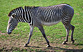 ม้าลาย (Equus grevyi)