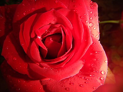 Water droplets on rose