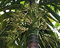Areca palm at Kolkata, West Bengal, India