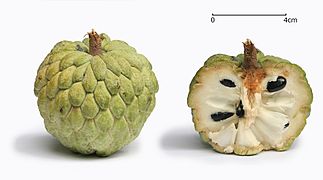 File:Sugar apple with cross section.jpg (2011-09-12)