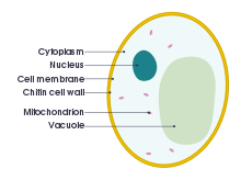 نمودار برچسب مقطعی از یک سلول مخمر معمولی