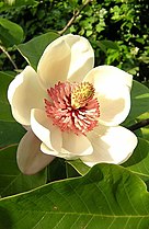 Blossom of a magnolia