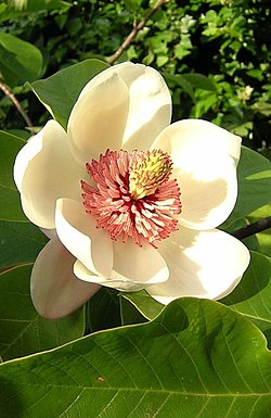 Vīsnera Magnolijas (Magnolia ×wiesneri) zieds