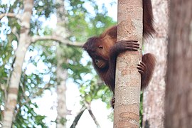 Curious Orang Utan Orang utan hanging on the tree at Tanjung Puting National Park, Teluk Pulai, Kumai, West Kotawaringin Regency, Central Kalimantan.jpg