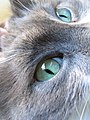 ネコの瞳孔は垂直のスリット状である。