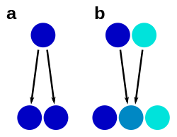 Schema som illustrerar morfologisk stasis och hybridartbildning, där arter representeras av cirklar, och de olika färgerna indikerar mofologiska likheter eller skillnader