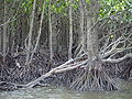 Mangrovės Nakamos upėje