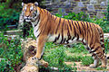 বাংলা: বেঙ্গল টাইগার, বাংলাদেশের জাতীয় পশু English: Bengal Tiger, national animal of Bangladesh