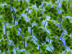 Los cloroplastos de las células vegetales contienen la clorofila, que da color verde a las plantas