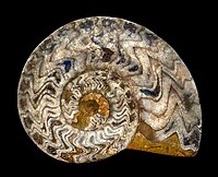 Ammonite fossil from Morocco, "General Category" (Spain)