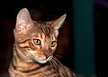 18. Bengáli macska (javítás)/(csere)