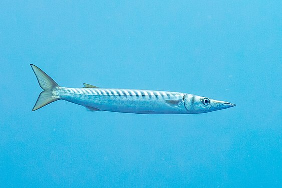 Yellow barracuda (Sphyraena viridensis), Teno-Rasca marine strip, Tenerife, Spain.