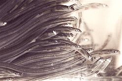 Larval eels become glass eels as they transition from the ocean to fresh water.