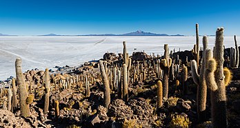 Vista do salar de Uyuni, as montanhas circundantes e os cactus gigantes (Echinopsis atacamensis) na Isla Incahuasi, província de Daniel Campos, departamento de Potosí, sudoeste da Bolívia, não muito distante dos Andes. O deserto de sal, com uma superfície de 10 582 km2, é o maior do mundo (definição 8 687 × 4 644)