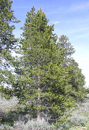 Pinus contorta, Yellowstone