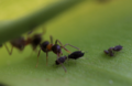 Ants cultivating aphids
