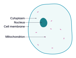 Diagram of animal cell