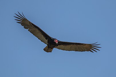 Turkey vulture Cathartes aura Cuba