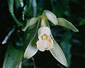 A flower of Vanilla planifolia