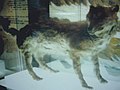 エゾオオカミ（絶滅種） Canis lupus hattai