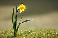 Žołta narcisa (Narcissus pseudonarcissus)