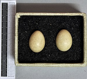 ביצים, אוסף מוזיאון ויסבאדן