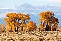 23. Keskenylevelű nyár (Populus angustifolia) Colorado, Crestone (javítás)/(csere)
