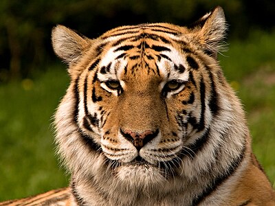 Sibirya kaplanı (Panthera tigris altaica) (Üreten:Crushinator)