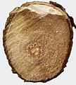 Tiết diện thân gỗ cây bơ