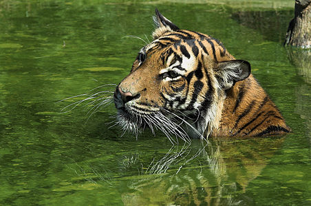 Malezya kaplanı (Panthera tigris jacksoni) Malezya Yarımadası'nın güney kısmında bulunur. 2004 yılına kadar insanoğlu bu türün varlığından haberdar değildi. Şu an vahşi doğada 600-800 arasında bireye sahiptir. Fotoğrafta, Almanya'nın Dortmund şehrindeki Dortmund Hayvanat Bahçesi'nde bulunan havuzdaki bir kaplan görülmektedir. (Üreten: Hans Stieglitz)