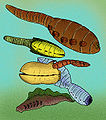 Vários animais do subfilo Vetulicolia, cordados primitivos
