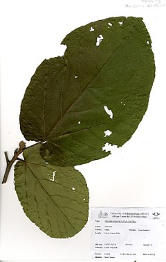 Description de l'image Mansonia altissima (A.Chev.) A.Chev. (GH0272).jpg.