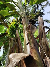De bananenplant is geen echte boom, omdat deze geen houtige stam maakt (schijnstam)