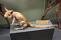 A taxidermied springhare in a museum collection.