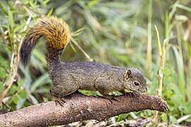 Red-tailed squirrel (Sciurus granatensis chrysuros) male Caldas