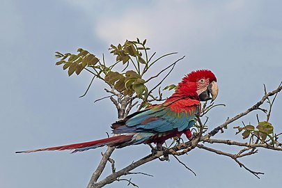 Red-and-green macaw Ara chloropterus juvenile Brazil