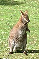 Le kangourou commun