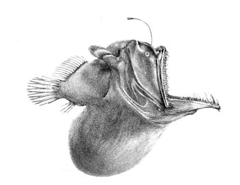 Melanocetus johnsonii