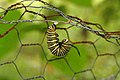 一條帝王斑蝶毛蟲倒吊，準備結蛹。