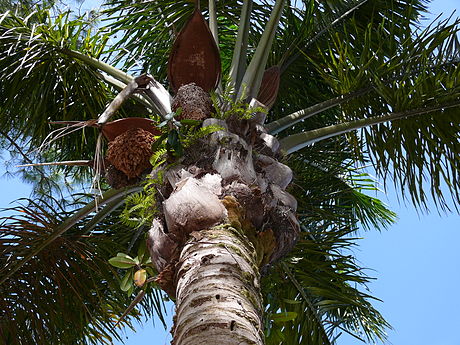 Inflorescencias y corona de hojas de una palmera arborescente.
