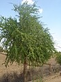 Balanites roxburghii (Inguda tree)