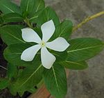 White rosy periwinkle